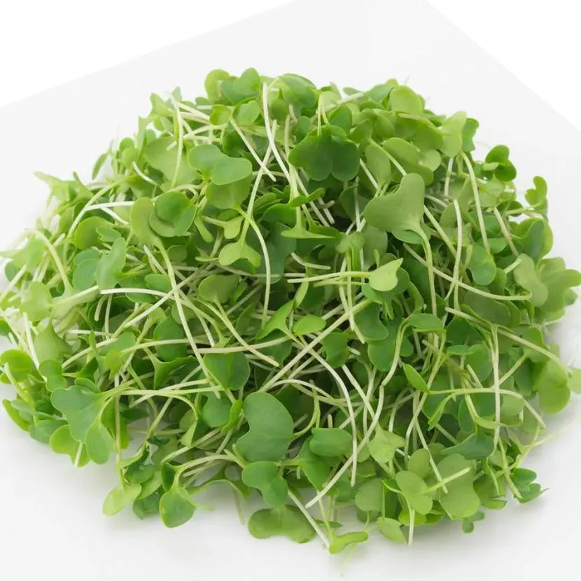 Naturix Broccoli Microgreen Seeds Vegetable Seeds for Growing