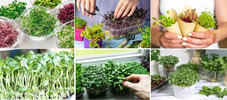 Naturix Broccoli Microgreen Seeds Vegetable Seeds for Growing