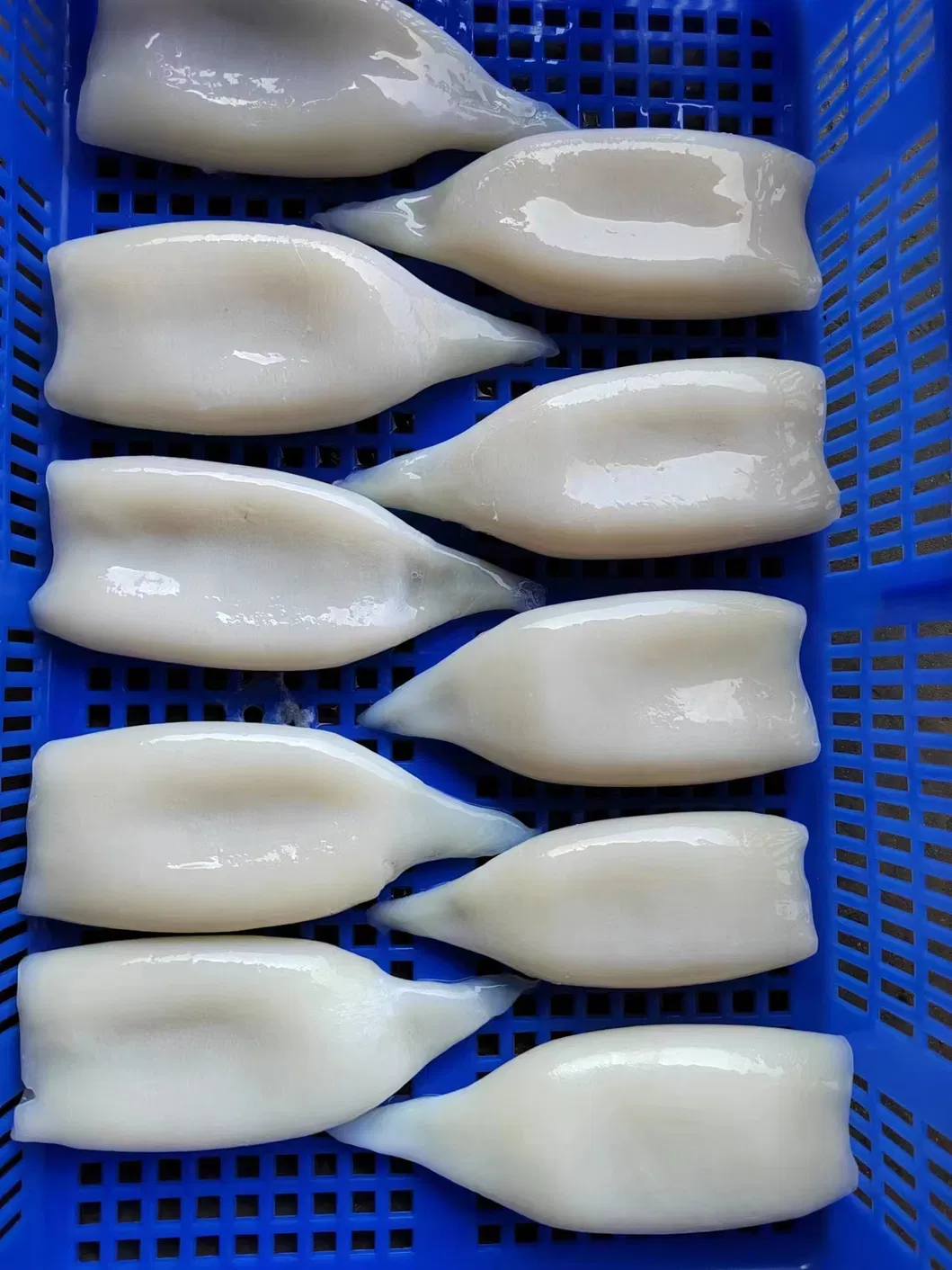 Frozen Illex Squid Tube, /Todarodes Squid Tube/Gigas Squid Tube/ Giant Squid Tube/Peru Squid Tube/Calamari/ Calamar/Setong/ Pota/Seafood