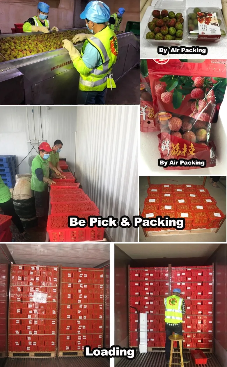 Premium Quality Canned Lychee/Lichi in Syrup From Zhangzhou China