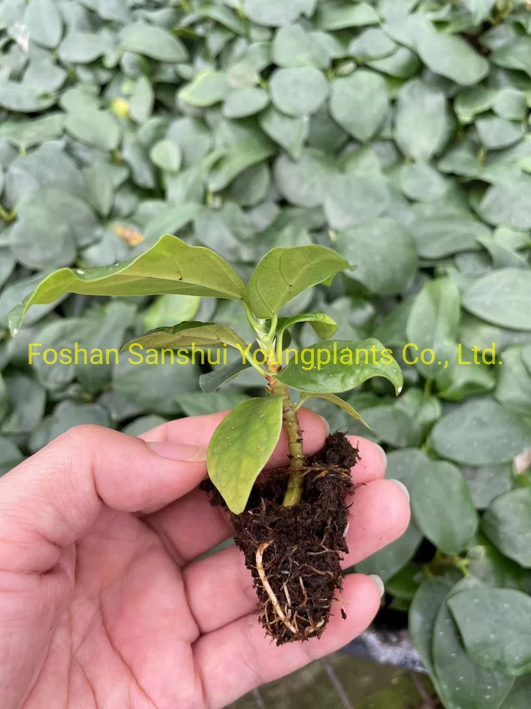 Ficus Deltoidea Mistletoe Fig Natural Plants Tissue Culture