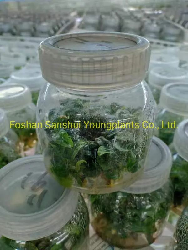 Ficus Deltoidea Mistletoe Fig Natural Plants Tissue Culture