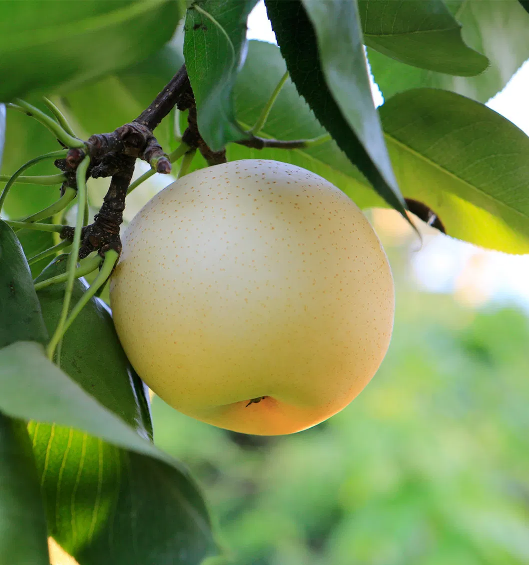 Export Quality Fresh Sweet Pear Sand Factory Wholesale Price