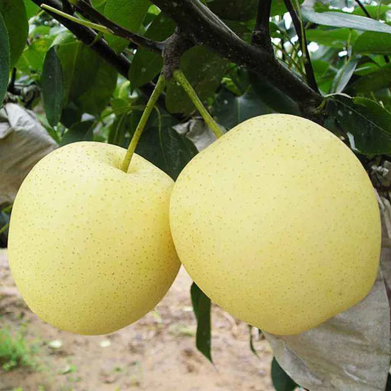Export Quality Fresh Sweet Pear Sand Factory Wholesale Price