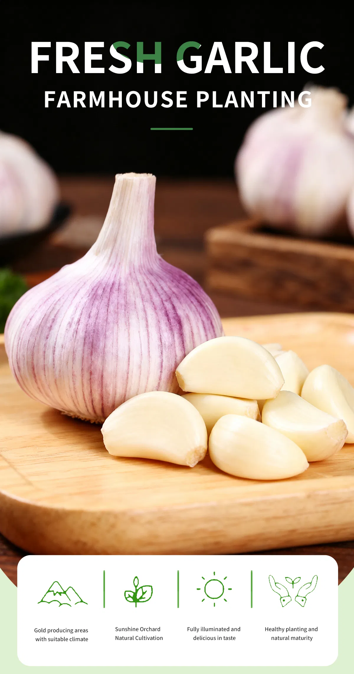 Pure Natural Organic Purple Skinned Garlic