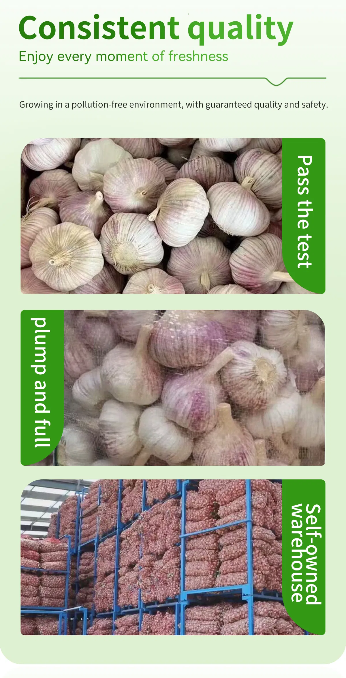 Pure Natural Organic Purple Skinned Garlic