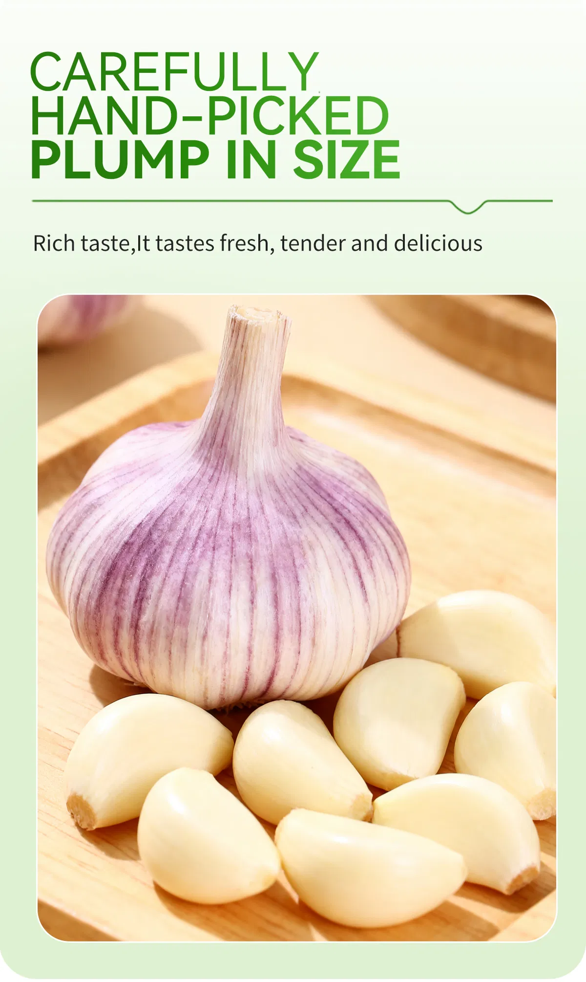 Pure Natural Organic Purple Skinned Garlic