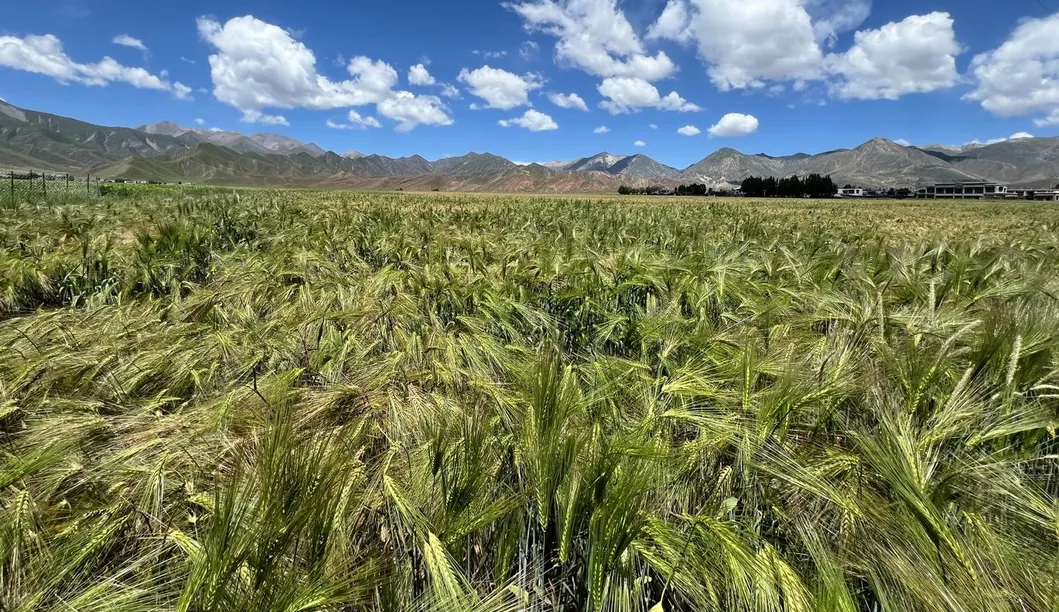 Yogurt-Filled Cookies — a Satisfying Whole-Grain Snack and Delicious Cereal Barley Biscuit for Guilt-Free Munching!