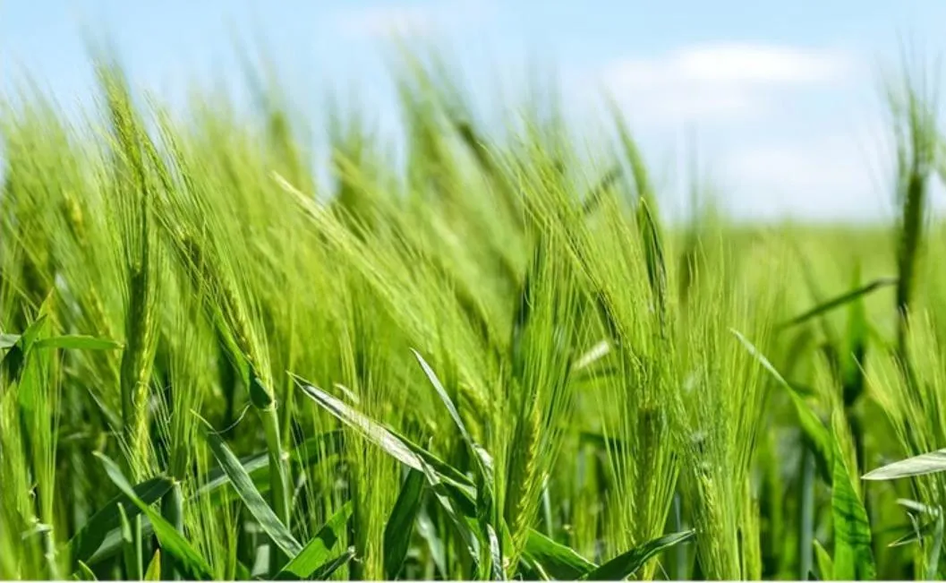 Yogurt-Filled Cookies — a Satisfying Whole-Grain Snack and Delicious Cereal Barley Biscuit for Guilt-Free Munching!