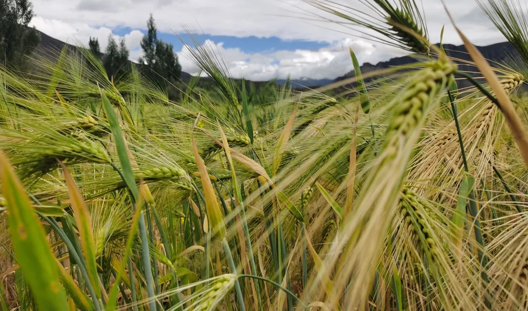 Yogurt-Filled Cookies — a Satisfying Whole-Grain Snack and Delicious Cereal Barley Biscuit for Guilt-Free Munching!