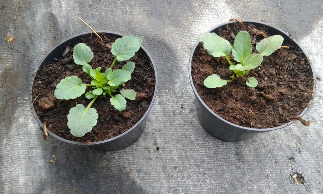 High Purity High Alginic Acid Water Soluble Organic Black Seaweed Extract Powder/Flake Fertilizer