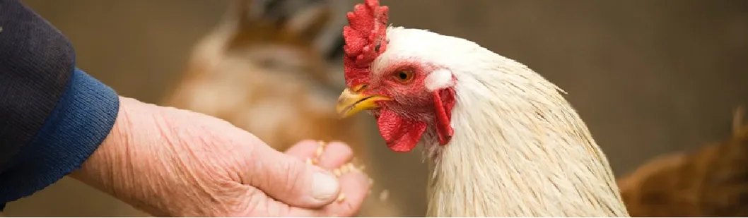 Corn Gluten Meal Direct From Manufacturer