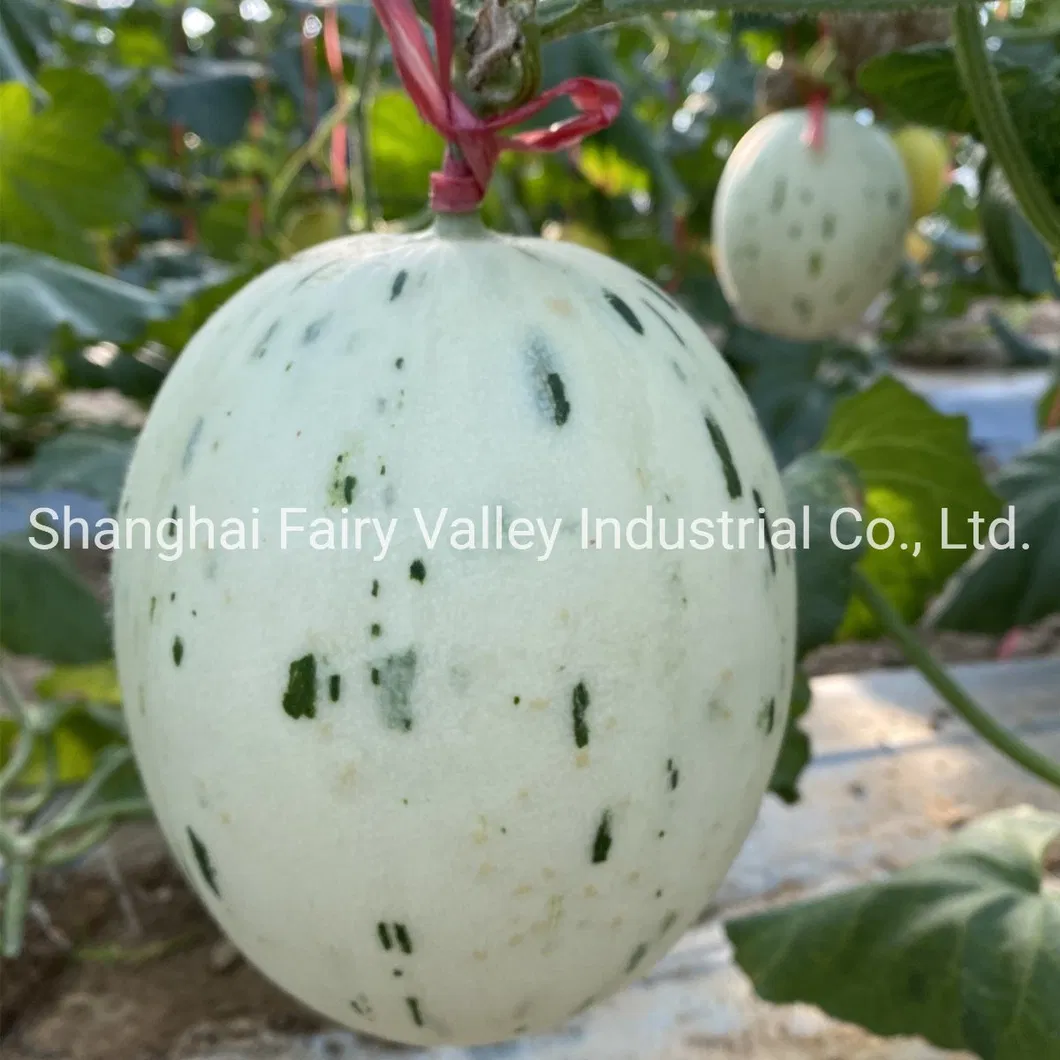 High Quality Hybrid F1 Sweet Melon Seeds for Planting-White Meteor No. 1