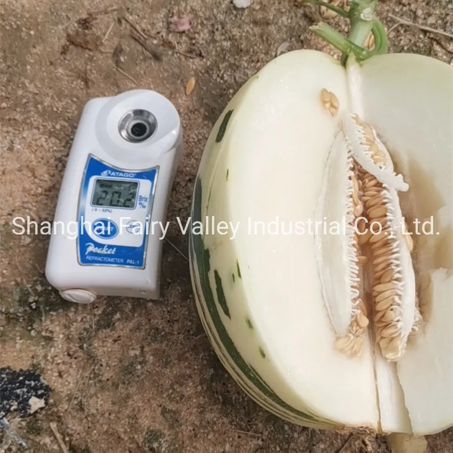 High Quality Hybrid F1 Sweet Melon Seeds for Planting-White Meteor No. 1