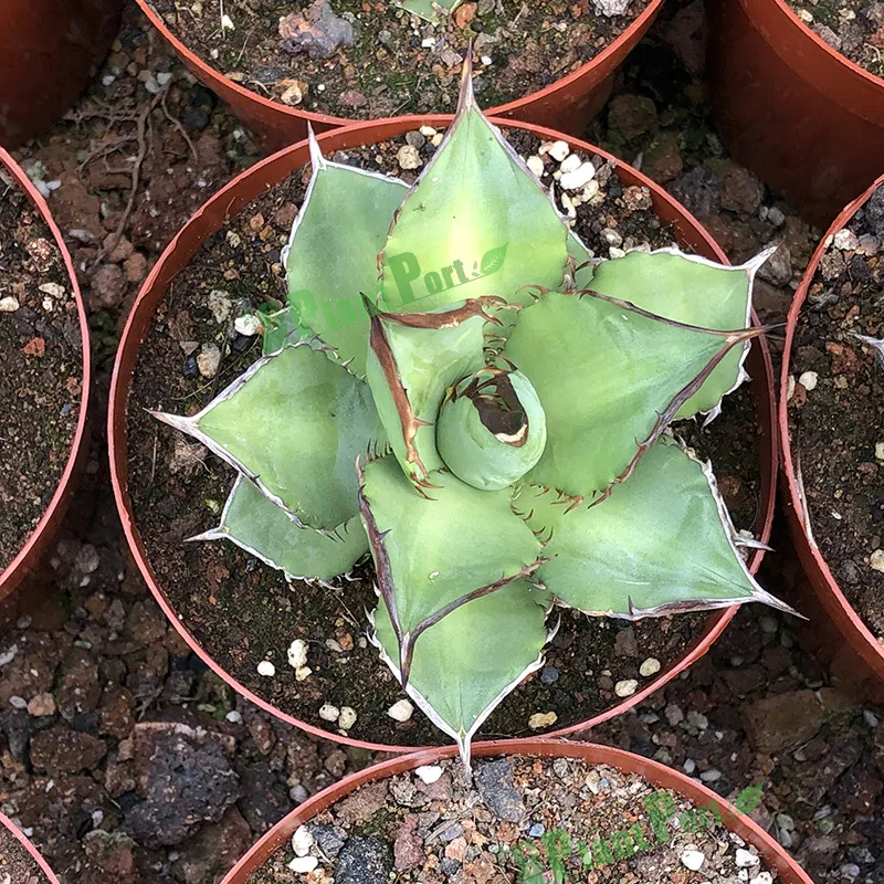 Cnplantport Agave Titanota Wholesale Succulents Export Live Bonsai Nursery Plants Supplier