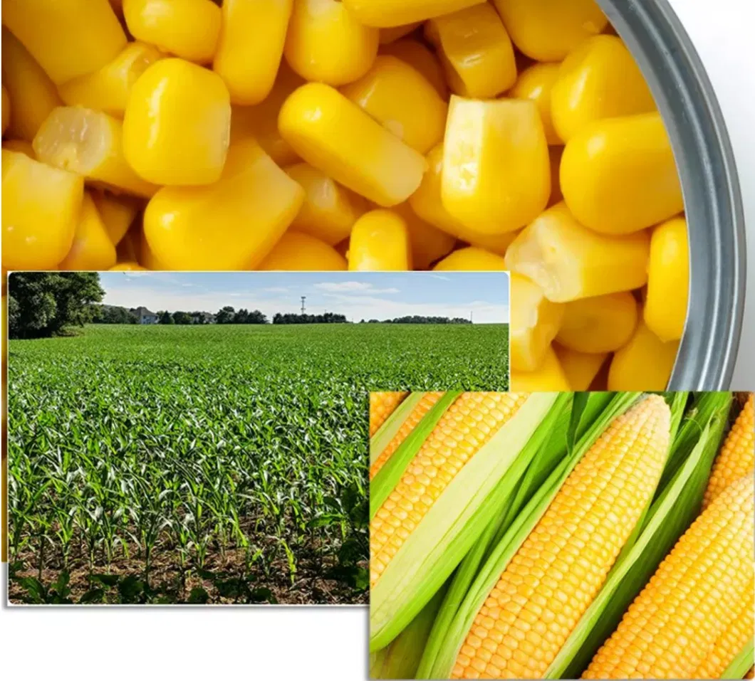 Factory Price for Canned Sweet Kernel Corn Canned Sweet Yellow Corn