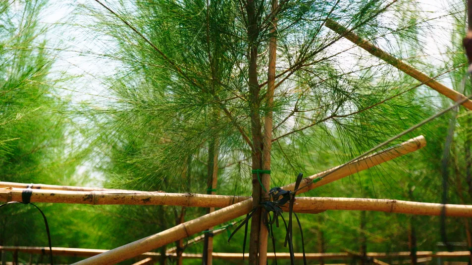 Terminalia Catappa Ornamental Tree Export-Ready Seedlings Nursery Plant for Global Landscaping Projects