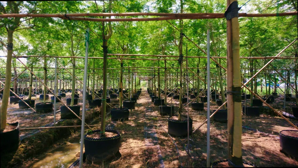 Terminalia Catappa Ornamental Tree Export-Ready Seedlings Nursery Plant for Global Landscaping Projects