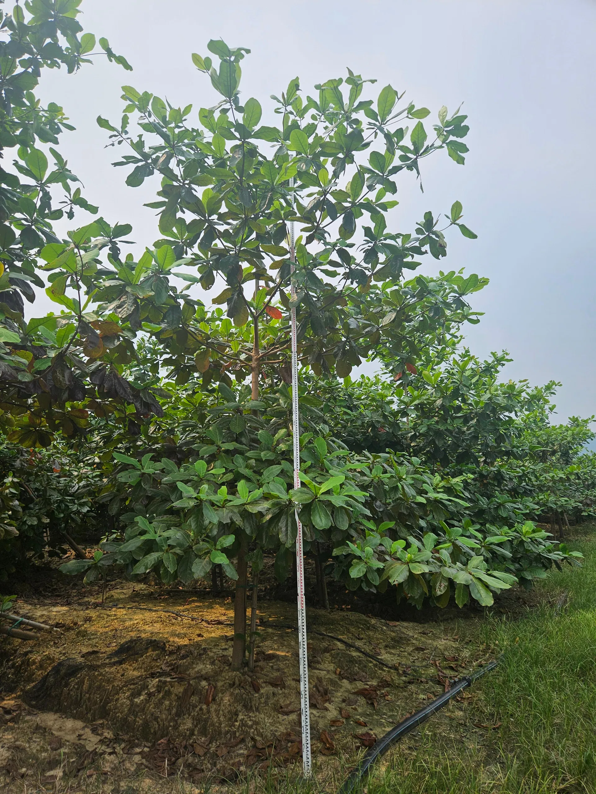 Terminalia Catappa Ornamental Tree Export-Ready Seedlings Nursery Plant for Global Landscaping Projects