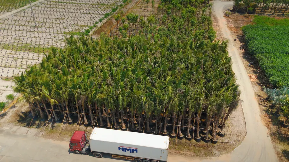 Terminalia Catappa Ornamental Tree Export-Ready Seedlings Nursery Plant for Global Landscaping Projects