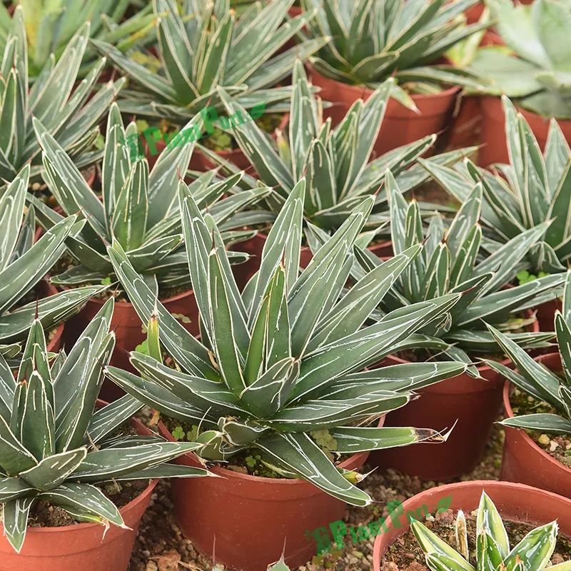 Small Indoor Bonsai Home Decor Plants Wholesale Agave Victoriae-Reginae