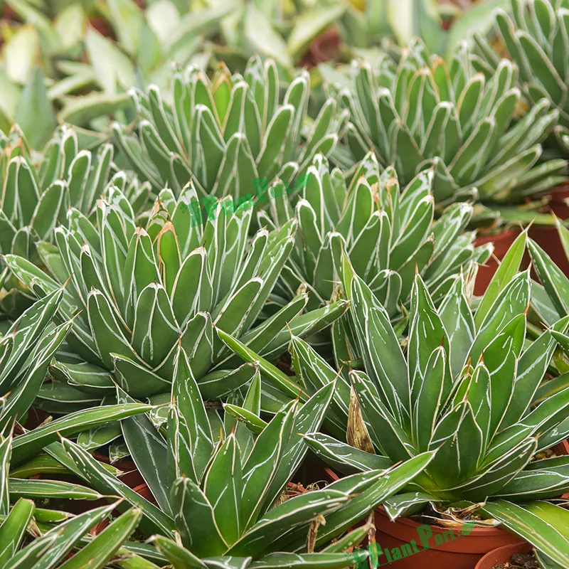 Small Indoor Bonsai Home Decor Plants Wholesale Agave Victoriae-Reginae