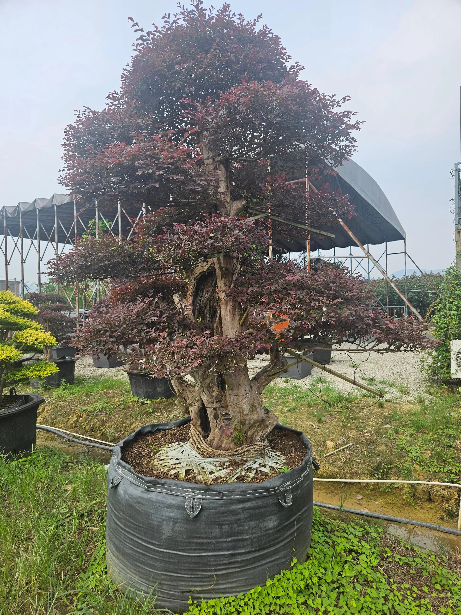 Hot Sale Live Plants Wholesale Loropetalum Chinense Decorative Bonsai