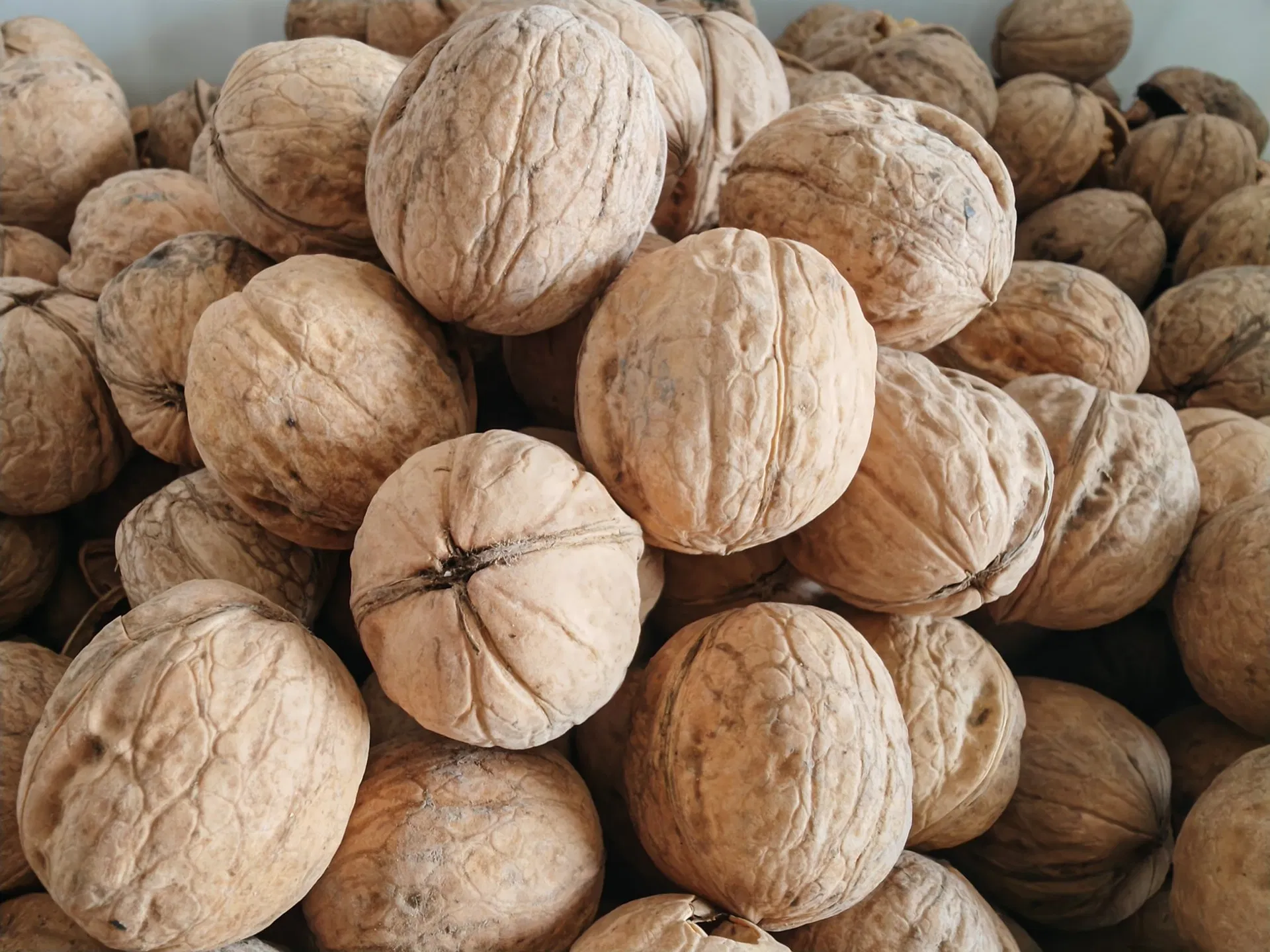 Green Cultivation Regular Shape Plump Kernel Xinjiang 185 Walnut