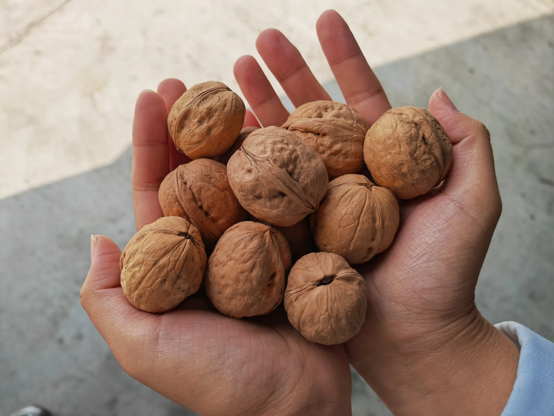 Green Cultivation Regular Shape Plump Kernel Xinjiang 185 Walnut