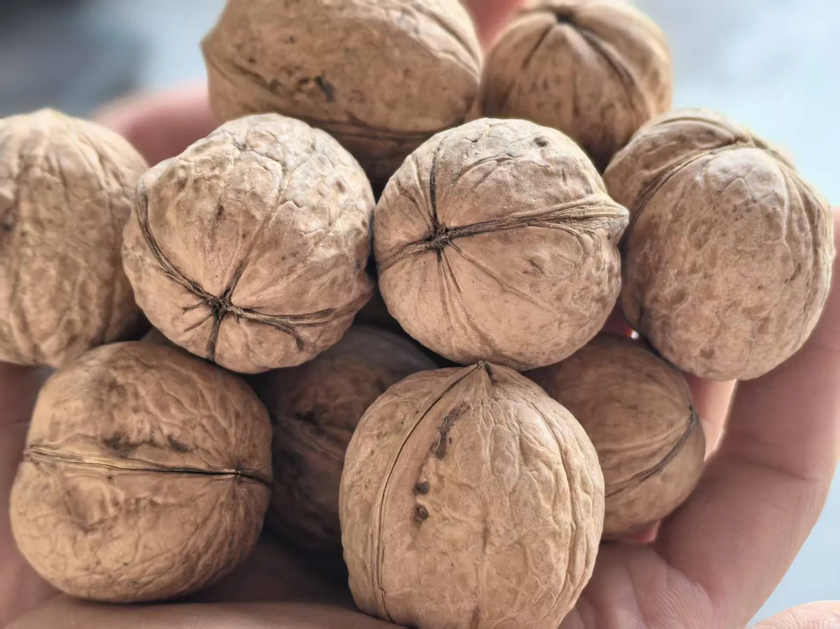 Green Cultivation Regular Shape Plump Kernel Xinjiang 185 Walnut