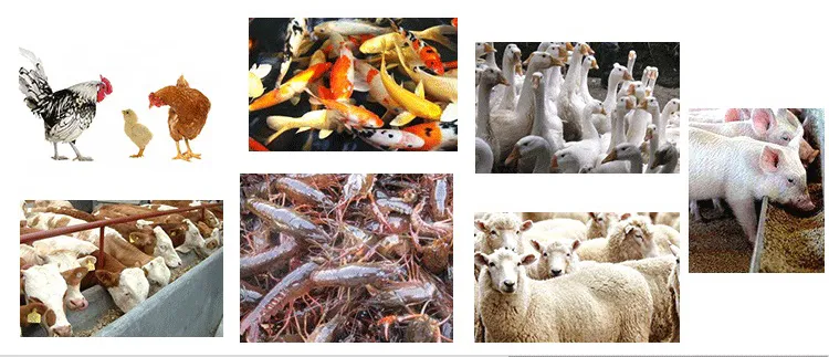 Feed Yeast Powder for Laying Hens Egg Quality