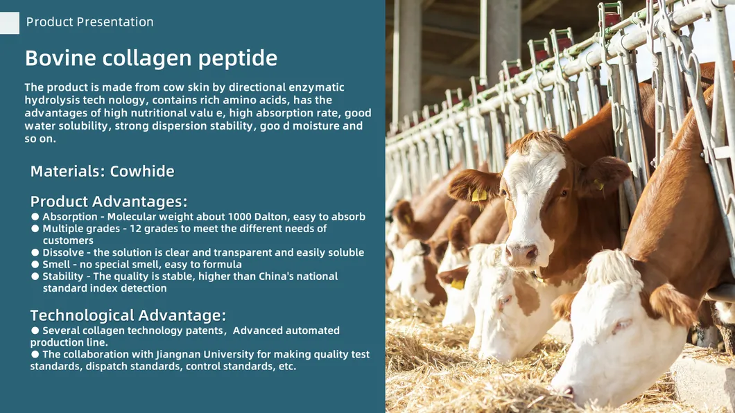 Premium Bovine Collagen Protein Powder for Joint Health