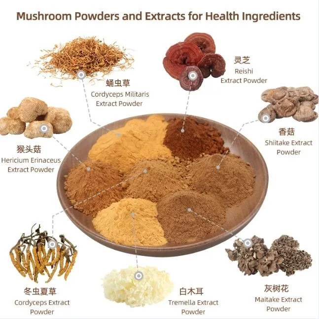 Manufacturer Supply Top Grade Mushroom Extract for Health Ingredients