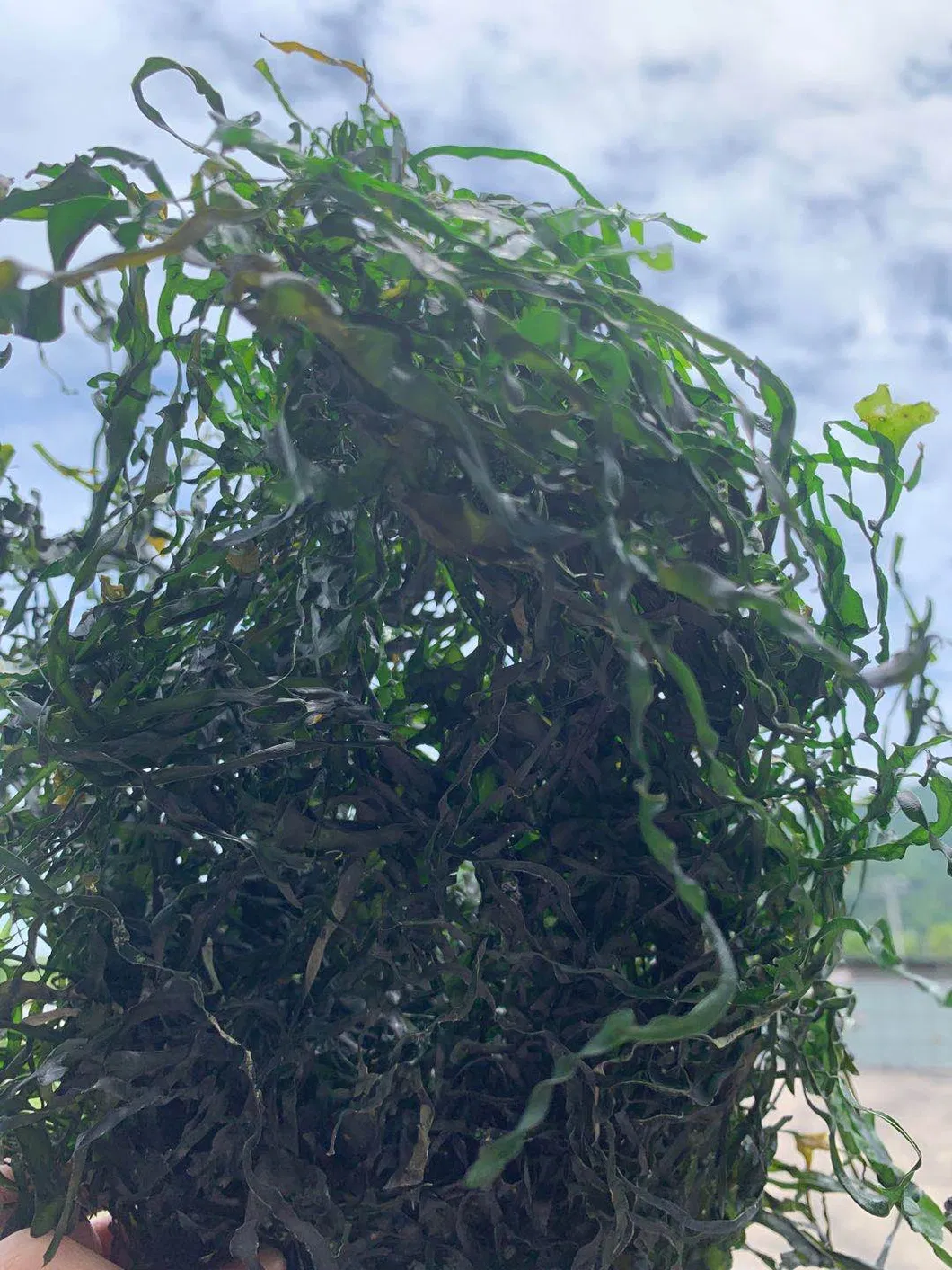 New Crops 10kg Machine Dried Sliced Sea Kelp for Seaweed Salad