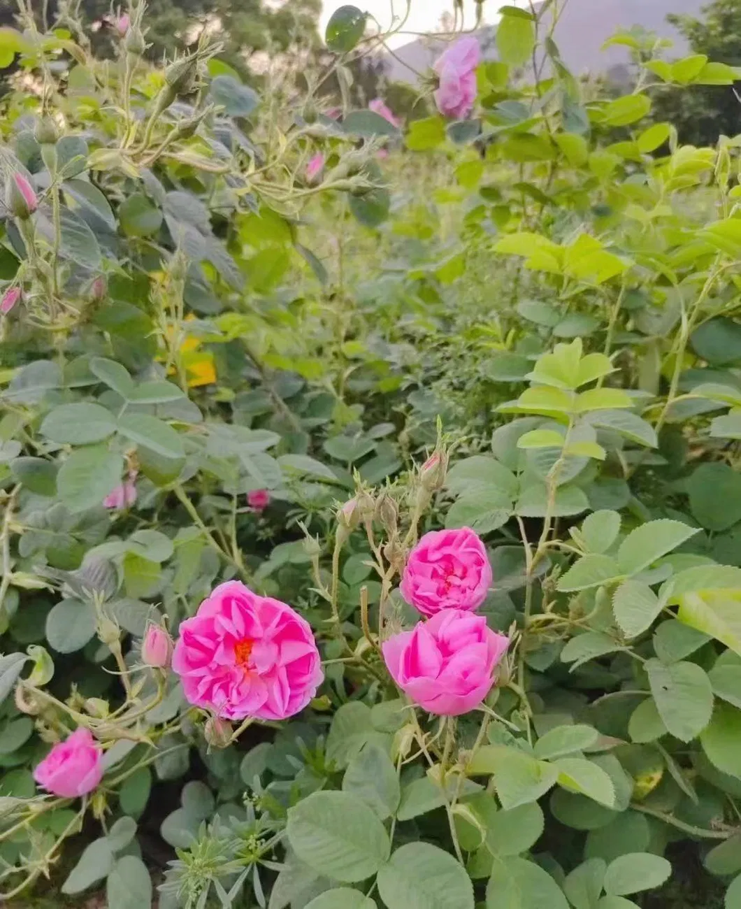 Wholesale High Mountain Scented Tea Damask Roses Tea