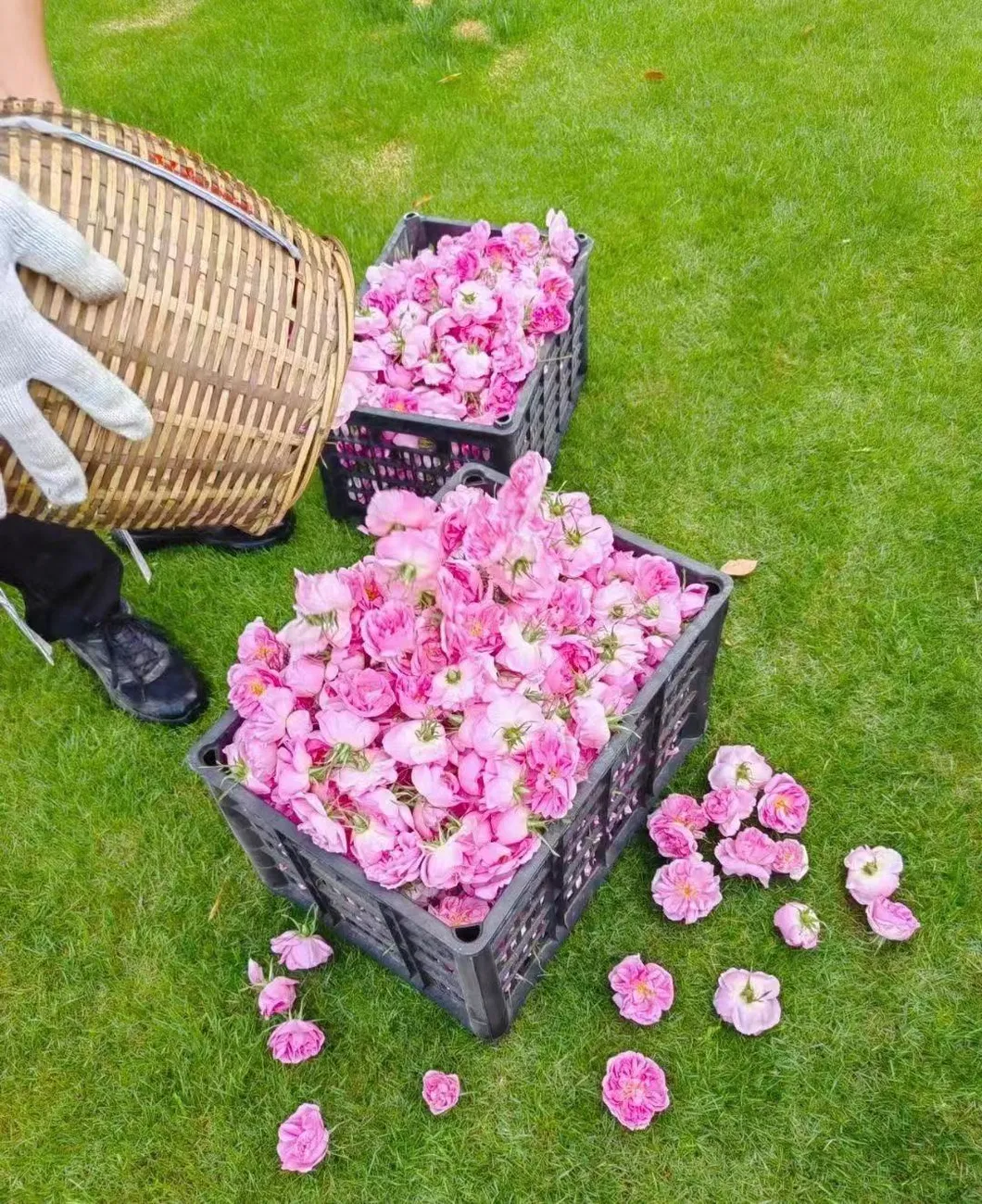 Wholesale High Mountain Scented Tea Damask Roses Tea