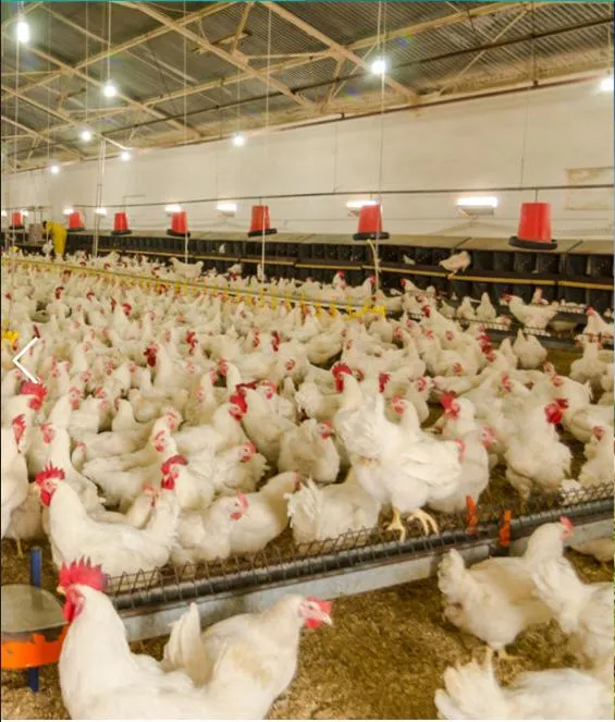 Animal Feed Additive Choline Chloride 50% 60% 70% on Corn COB Powder