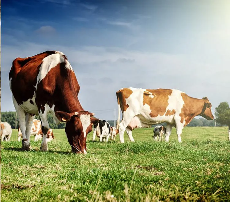 Animal Feed Additive Choline Chloride 50% 60% 70% on Corn COB Powder