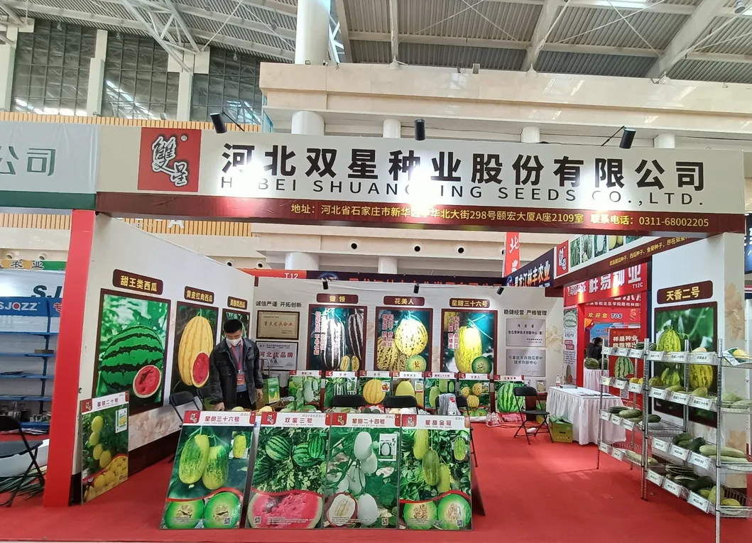 Hot Sale Hybrid Watermelon Seeds for Growing