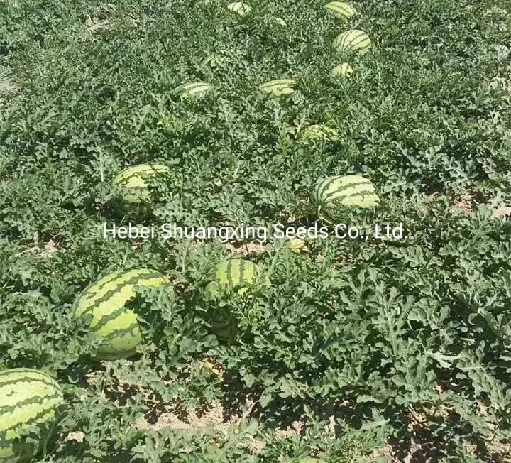 Hot Sale Hybrid Watermelon Seeds for Growing
