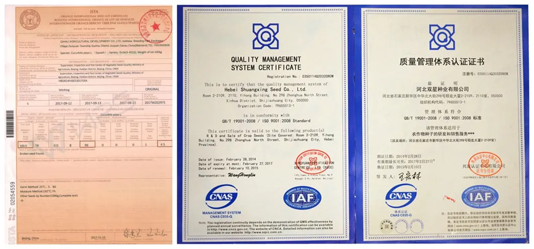 Hot Sale Hybrid Watermelon Seeds for Growing