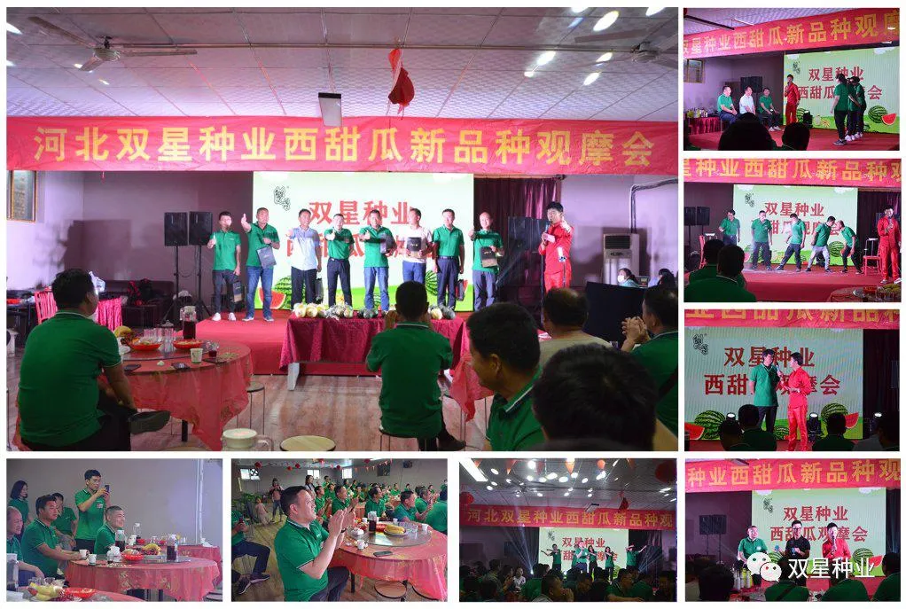 Hot Sale Hybrid Watermelon Seeds for Growing