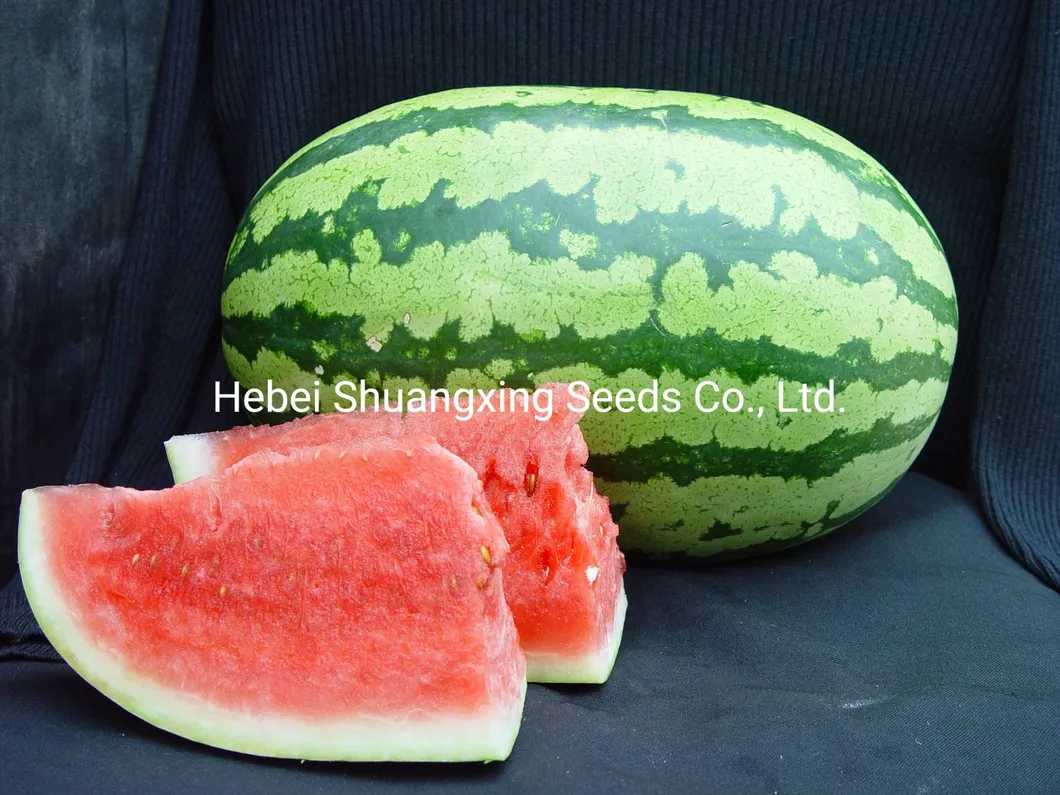 Hot Sale Hybrid Watermelon Seeds for Growing