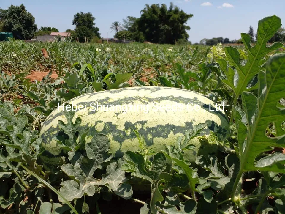 Hot Sale Hybrid Watermelon Seeds for Growing