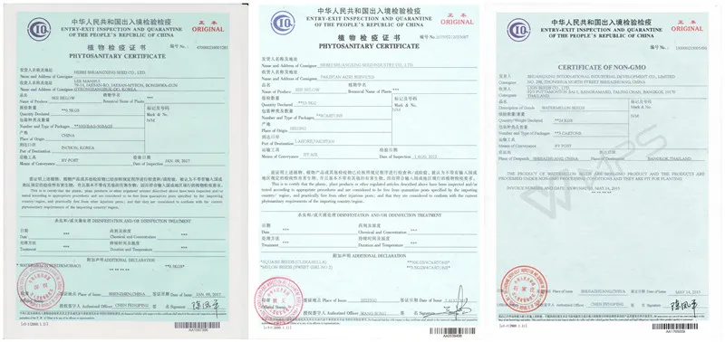 Hot Sale Hybrid Watermelon Seeds for Growing