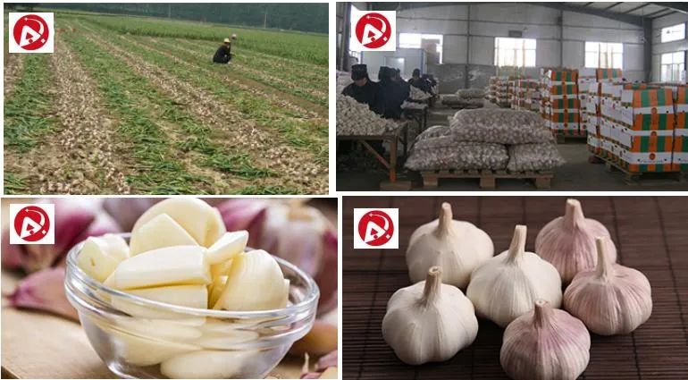 Garlic Price Per Ton From China Wholesale Price for Supermarket (Normal White Garlic & Pure White Garlic)