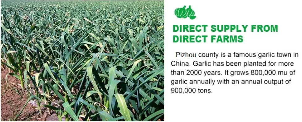 Garlic Price Per Ton From China Wholesale Price for Supermarket (Normal White Garlic & Pure White Garlic)