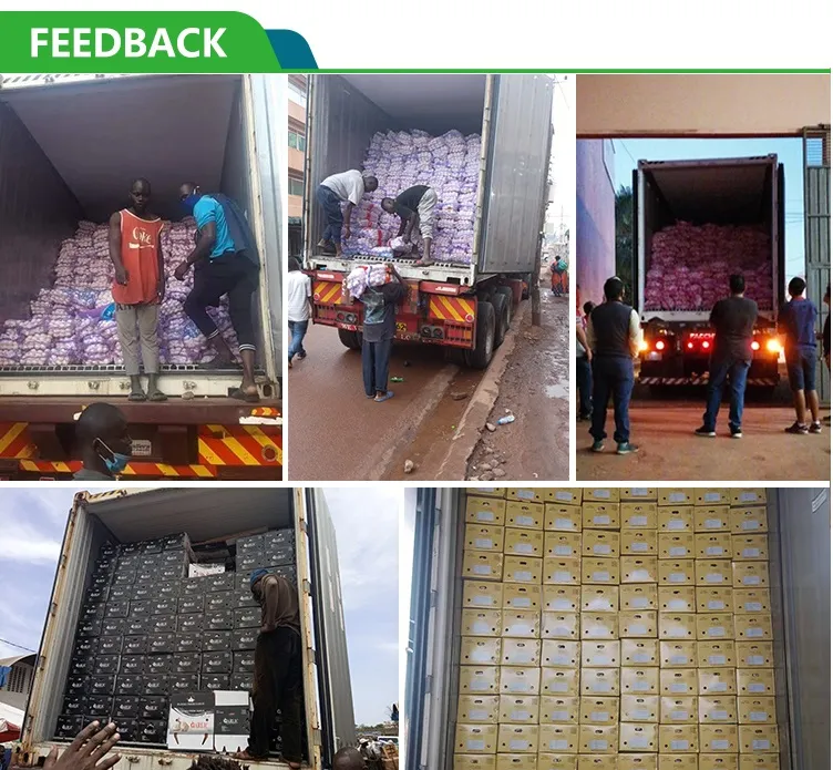 Garlic Price Per Ton From China Wholesale Price for Supermarket (Normal White Garlic & Pure White Garlic)