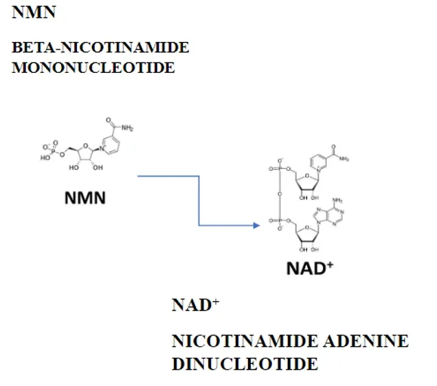Wholesale Food Grade Supplement Beta Nicotinamide Mononucleotide Nmn Powder CAS 1094-61-7