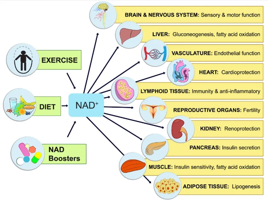 Wholesale Food Grade Supplement Beta Nicotinamide Mononucleotide Nmn Powder CAS 1094-61-7